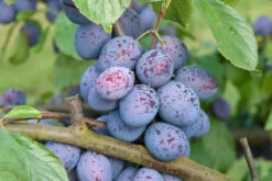 Hanita ® Prunus Domestica `Hanita -Obstbaum Geschäft Hanita3