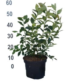 Heidelbeere - Reka Vaccinum Corymbosum `Reka´ 6 Heidelbeere - Reka Vaccinum Corymbosum `Reka´ -Obstbaum Geschäft Heidelbeere reka 2