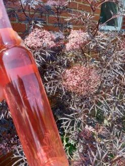 Holunder Black Lace ® Sambucus Nigra `Black Lace´ -Obstbaum Geschäft Holunderbl ten Likor rosa