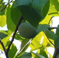 Neue Produkte -Obstbaum Geschäft Indianerbanane 2