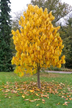 Veredelte Indianerbanane `Maria´s Joy´ Asimina Triloba `Maria´s Joy´ -Obstbaum Geschäft Indianerbanane Baum