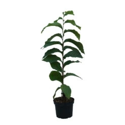 Indianerbanane (Paw Paw) Asimina Triloba -Obstbaum Geschäft Indianerbanane weiss