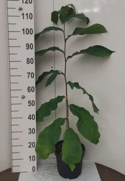 Veredelte Indianerbanane `Prolific´ Asimina Triloba `Profilic´ -Obstbaum Geschäft Indianerbanane weissUlvLMu4s0J9e2