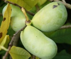 Veredelte Indianerbanane `Prolific´ Asimina Triloba `Profilic´