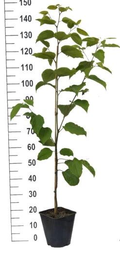 Japanischer Rosinenbaum Hovenia Dulcis -Obstbaum Geschäft Japanischer rosinenbaum weiss