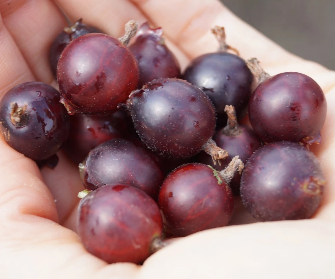 Jochelbeere Ribes X Nidrigolaria 2 Jochelbeere Ribes X Nidrigolaria - Image 2