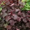 Judasbaum `Forest Pansy´ Cercis Canadensis