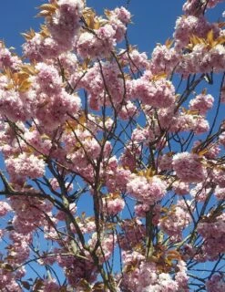 Obstbaum Geschäft -Obstbaum Geschäft Kanzan