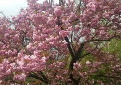 Zierkirsche `Kanzan´ Prunus Serrulata `Kanzan´ 6 Zierkirsche `Kanzan´ Prunus Serrulata `Kanzan´ -Obstbaum Geschäft Kanzan Kirsche