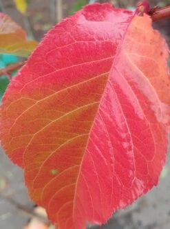 Zierkirsche `Kanzan´ Prunus Serrulata `Kanzan´ 7 Zierkirsche `Kanzan´ Prunus Serrulata `Kanzan´ -Obstbaum Geschäft Kanzan herbstf rbung