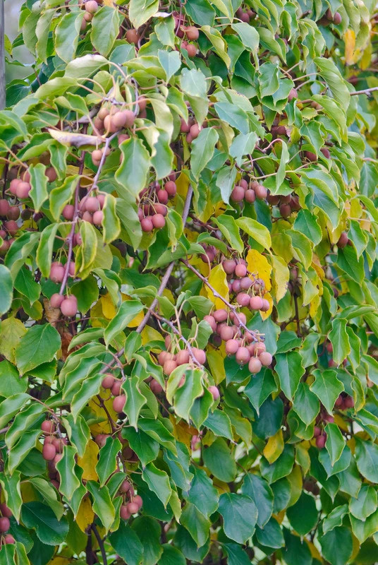 Bayernkiwi `Ken´s Red´ (rote Frucht) Actinidia Arguta `Ken´s Red´ 2 Bayernkiwi `Ken´s Red´ (rote Frucht) Actinidia Arguta `Ken´s Red´ - Image 2