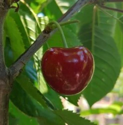 Säulensauerkirsche `Jachim´ Prunus Cerasus `Jachim´ 9 Säulensauerkirsche `Jachim´ Prunus Cerasus `Jachim´ -Obstbaum Geschäft KirscheqrHhSGMlGgmAy