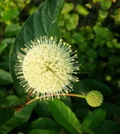 Knopfbusch Cephalanthus Occidentalis