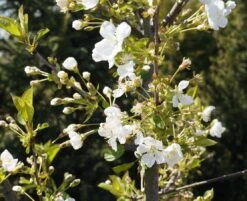 Zwergsauerkirsche Kobold Prunus Cerasus `Kobold´ -Obstbaum Geschäft Kobold Bl te
