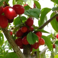Großfrüchtige Kornelkirsche `Jolico´ Cornus Mas `Jolico´ -Obstbaum Geschäft Kornelkirsche jolico