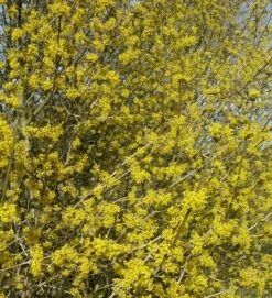 Großfrüchtige Kornelkirsche `Schönbrunner Gourmet Dirndl´ Cornus Mas `Schönbrunner Gourmetdirndl´ -Obstbaum Geschäft Kornelkirschen