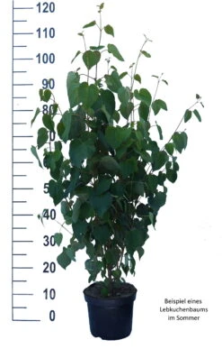 Lebkuchenbaum / Katsurabaum Cercidiphyllum Japonicum 11 Lebkuchenbaum / Katsurabaum Cercidiphyllum Japonicum -Obstbaum Geschäft Lebkuchenbaum weiss