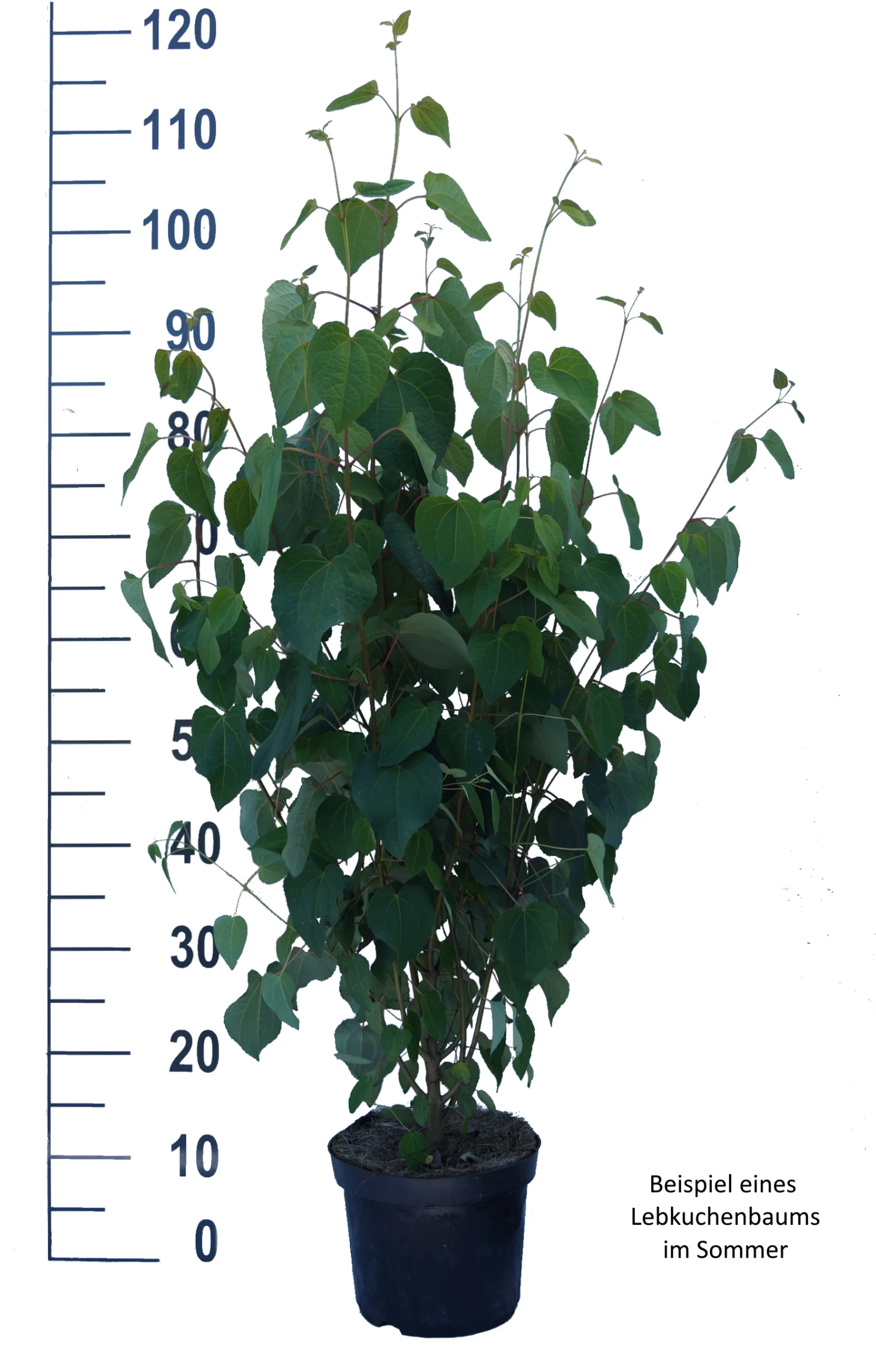 Lebkuchenbaum / Katsurabaum Cercidiphyllum Japonicum 6 Lebkuchenbaum / Katsurabaum Cercidiphyllum Japonicum - Image 6