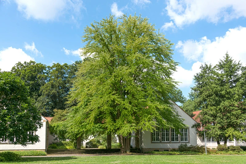 Lebkuchenbaum / Katsurabaum Cercidiphyllum Japonicum 2 Lebkuchenbaum / Katsurabaum Cercidiphyllum Japonicum - Image 2