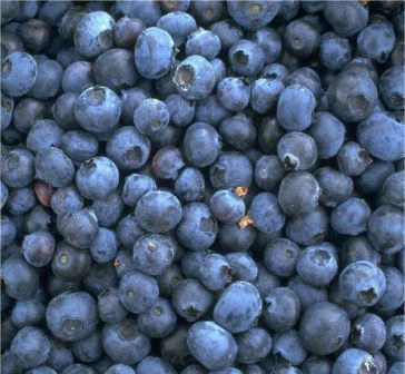 Heidelbeere - Reka Vaccinum Corymbosum `Reka´ 1 Heidelbeere - Reka Vaccinum Corymbosum `Reka´