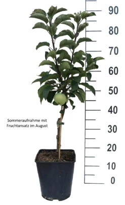 Zwergapfel Maloni® `Lilly´® Malus Domestica `Lilly´ -Obstbaum Geschäft Lilly weiss