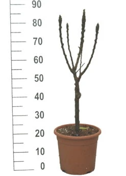 Obstbaum Geschäft -Obstbaum Geschäft Luisa weiss