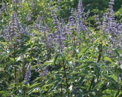 Mönchspfeffer Vitex Agnus Castus -Obstbaum Geschäft M nchpfeffer 3