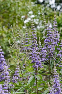 Mönchspfeffer Vitex Agnus Castus -Obstbaum Geschäft M nchspfeffer