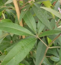 Mönchspfeffer Vitex Agnus Castus -Obstbaum Geschäft M nchspfeffer Blatt