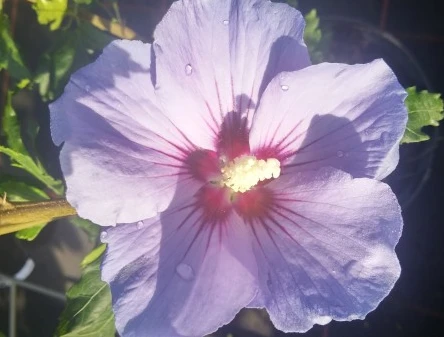 Hibiskus `Marina´ Hibiscus Syriacus `Marina 2 Hibiskus `Marina´ Hibiscus Syriacus `Marina - Image 2
