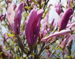 Purpur-Magnolie `Susan´ Magnolia Liliiflora `Susan´ -Obstbaum Geschäft Magnolie Susan1