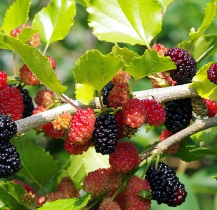 Mojo Berry - Zwerg-Maulbeere Morus Rotundiloba `Mojo Berry´ -Obstbaum Geschäft Maulbeere Lizenz