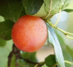 Obstbaum Geschäft -Obstbaum Geschäft Milanka Frucht 2