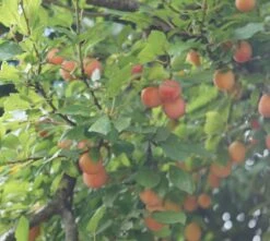 MilankaⓇ Bunte Kirschpflaume Prunus Cerasifera `Milanka´ -Obstbaum Geschäft Milanka Frucht