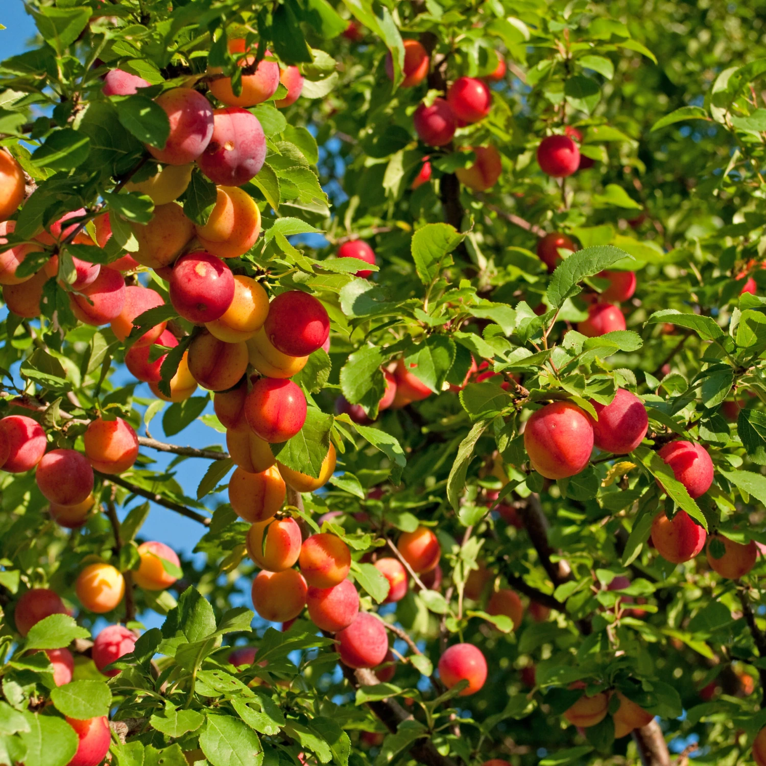 Obstbaum Geschäft 47 Obstbaum Geschäft -Obstbaum Geschäft Mirabelle Show Late scaled
