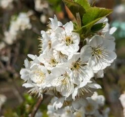 Zwergsauerkirsche Morellini Prunus Cerasus `Morellini´ -Obstbaum Geschäft Morellini Bl te 1