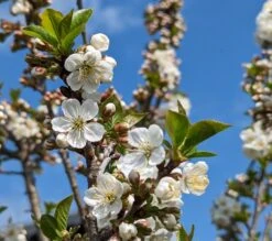 Zwergsauerkirsche Morellini Prunus Cerasus `Morellini´ -Obstbaum Geschäft Morellini Bl te0990A9bUHZmab