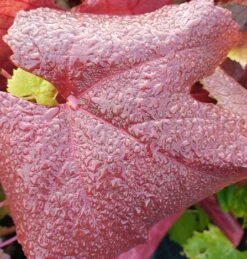 Blauer Muskateller Vitis `Blauer Muskateller´ -Obstbaum Geschäft Muskateller herbstf rbung