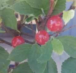 Nankingkirsche `Orient´ Prunus Tomentosa Orient -Obstbaum Geschäft Nankingkirsche Frucht