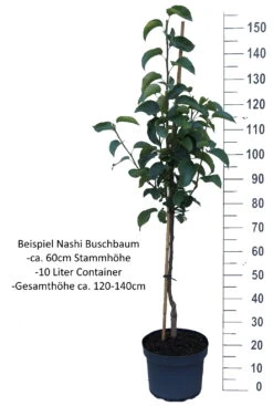 Benita®, Kreuzung Aus Birne Und Nashi Pyrus Pyrifolia `Benita´ -Obstbaum Geschäft Nashi Buschbaum weisshw6ycKYy0Hm9H
