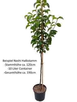 Nashi Nijiseiki Pyrus Pyrifolia `Nijiseiki´ -Obstbaum Geschäft Nashi Halbstamm1