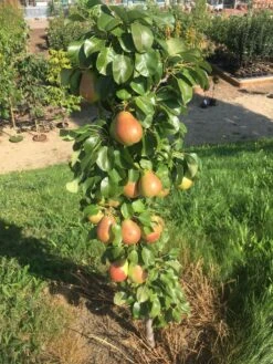 Säulenbirne `Obelisk®´ Pyrus Communis `Obelisk®´ -Obstbaum Geschäft Obeslisk2