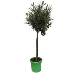 Olivenbaum - Stämmchen Olea Europaea 5 Olivenbaum - Stämmchen Olea Europaea -Obstbaum Geschäft Olivenbaum 1
