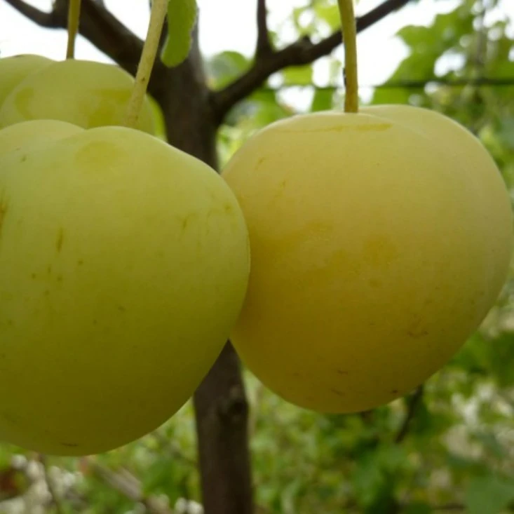 Oullins Reneklode Prunus Domestica Subsp. Italica `Oullins´ 2 Oullins Reneklode Prunus Domestica Subsp. Italica `Oullins´ - Image 2