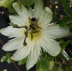 Obstbaum Geschäft -Obstbaum Geschäft Passiflora snow queen hummel