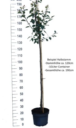 Hauszwetsche Prunus Domestica `Hauszwetsche´ -Obstbaum Geschäft Pflaume Beispiel HalbstammLxkOJtHWi3Yyf