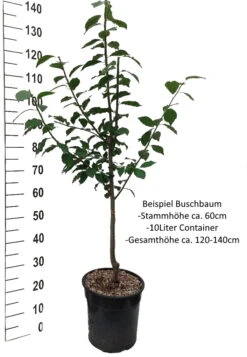 Anna Späth Prunus Domestica -Obstbaum Geschäft Pflaume Buschbaum Beispiel Neu Weissj7Rff4RoH52kU