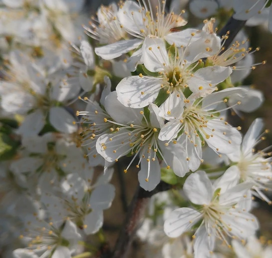 Pflausich Prunus Domestica `Pflausich´ 3 Pflausich Prunus Domestica `Pflausich´ - Image 3
