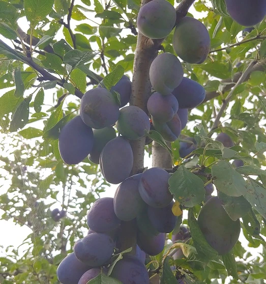 Pflausich Prunus Domestica `Pflausich´ 2 Pflausich Prunus Domestica `Pflausich´ - Image 2