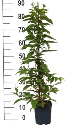 Obstbaum Geschäft -Obstbaum Geschäft Pink Jumbo weiss